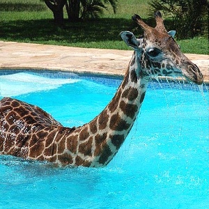 A girafa Monduli nada na piscina de resort na Tanzânia - Reprodução/Daily Mail