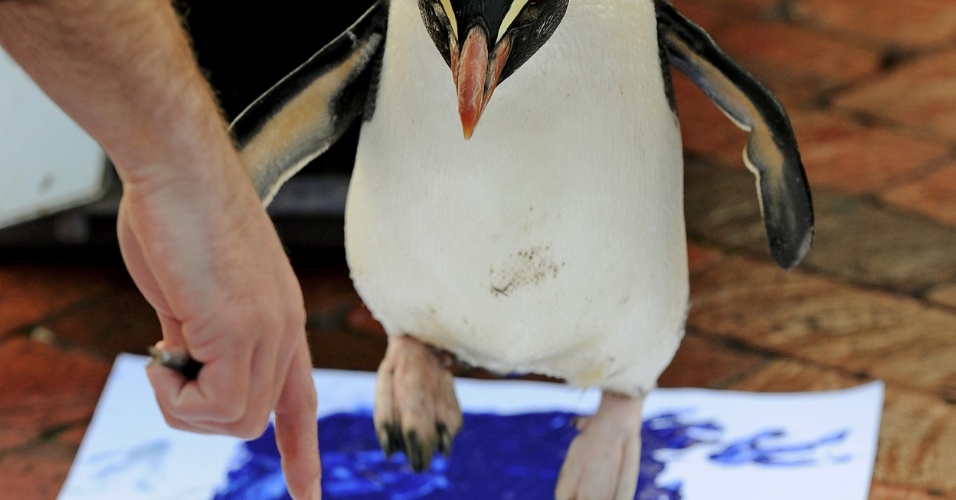 27.jun.2012 - "Sr. Munro", um pinguim-de-fiordland, animal nativo da Nova Zelândia, deixa a marca de suas patas no zoo de Taronga, em Sydney (Austrália). O zoológico vai coletar as pegadas de quase 4.000 animais do lugar em uma campanha para mostrar que o zoológico ama os animais