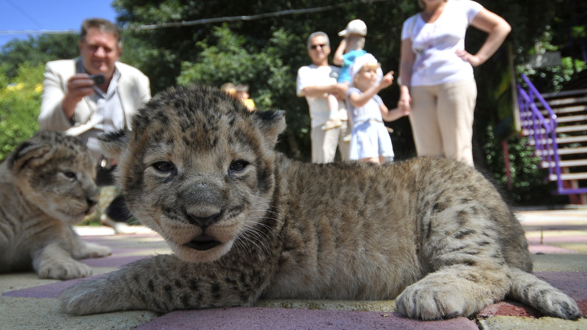 Zoo breeding. Зоопарк Ставрополь. Зоопарк Ставрополь парк. Зоопарк парк Победы. Зоопарк Ставрополь Центральный парк.