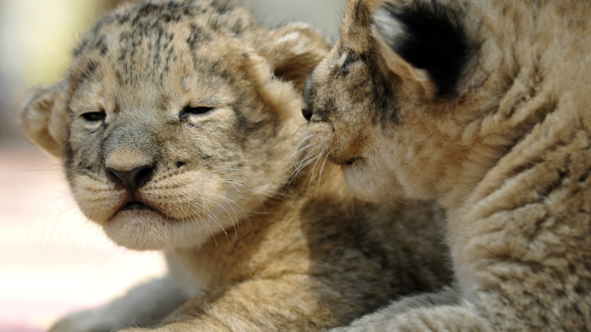 Fotos: Filhotes de leão são apresentados ao público em zoo na Rússia ...