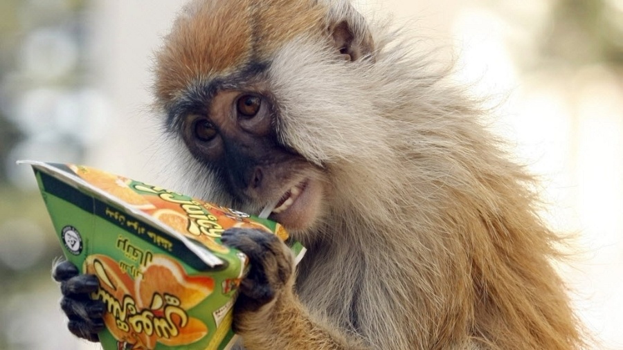 Macaco se refrescando com suco em Sidon, ao sul do Líbano: É possível que ele preferisse um drinque mais forte