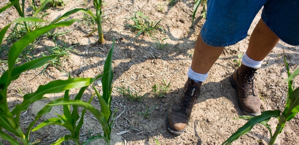 Agricultor Eric Aulbach caminha por um campo de milho atrofiado em Hartford City, Indiana (EUA). As altas temperaturas e a escassez de chuva estão ameaçando o que era esperado para ser safra de milho em maior gerações nos EUA - Aaron Bernstein / The New York Times