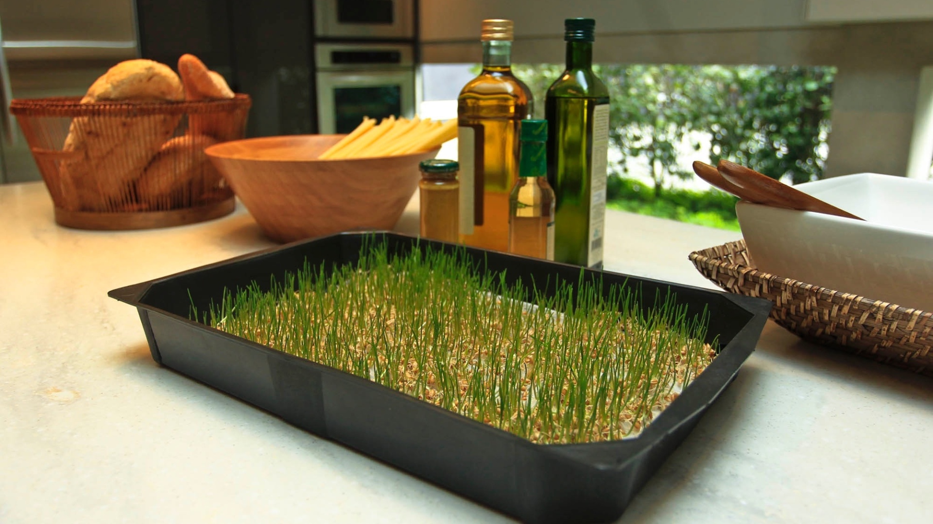 Bonitos, saudáveis e deliciosos, os brotos concentram uma quantidade de nutrientes que supera a de uma planta adulta. Segundo o engenheiro agrônomo, Marcelo Noronha, da Minha Horta, empresa especializada em hortas caseiras, os mais comuns são os de trigo, alfafa e feijão e podem ser utilizados em saladas ou sucos. Veja a seguir como cultivar o broto de trigo - Leandro Moraes/UOL