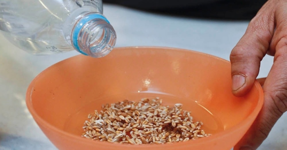 Coloque os grãos de trigo em um recipiente, cobrindo-os de água. Tampe o recipiente com um pedaço de tela ou tecido filó e deixe os grãos de molho de 12 a 24 horas. De acordo com o engenheiro agrônomo Marcelo Noronha, o grão germinado fica mais mole deixando-o de molho, o que acelera o processo de crescimento - Leandro Moraes/UOL
