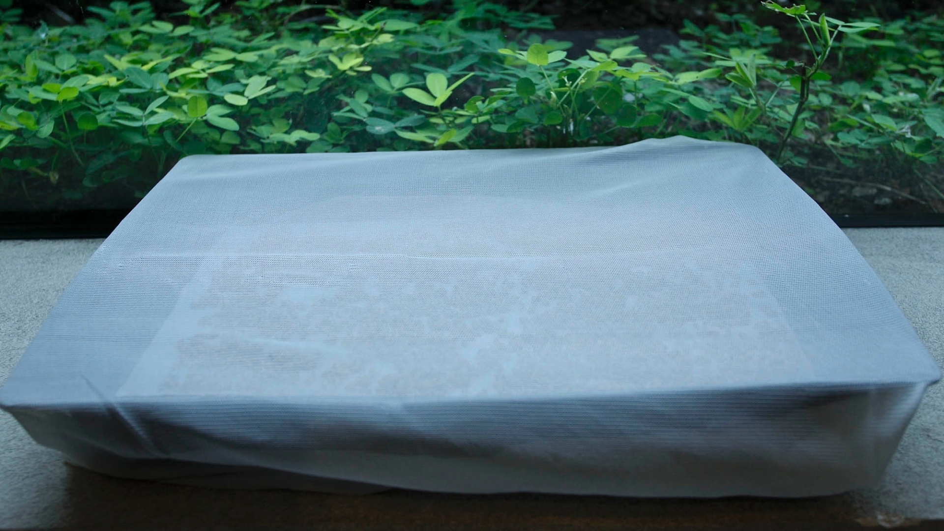 Deixe a bandeja exposta em um lugar que receba incidência de luz solar indireta. A bandeja não pode ficar direta ao sol - Leandro Moraes/UOL