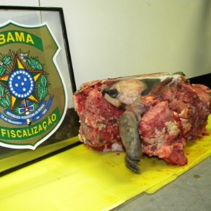 Cerca de 10 kg de carne de tartaruga ameaçada de extinção foram apreendidos pelo Ibama no aeroporto de Belém na bagagem de um secretário ambiental de cidade no interior paraense - Divulgação/Ibama
