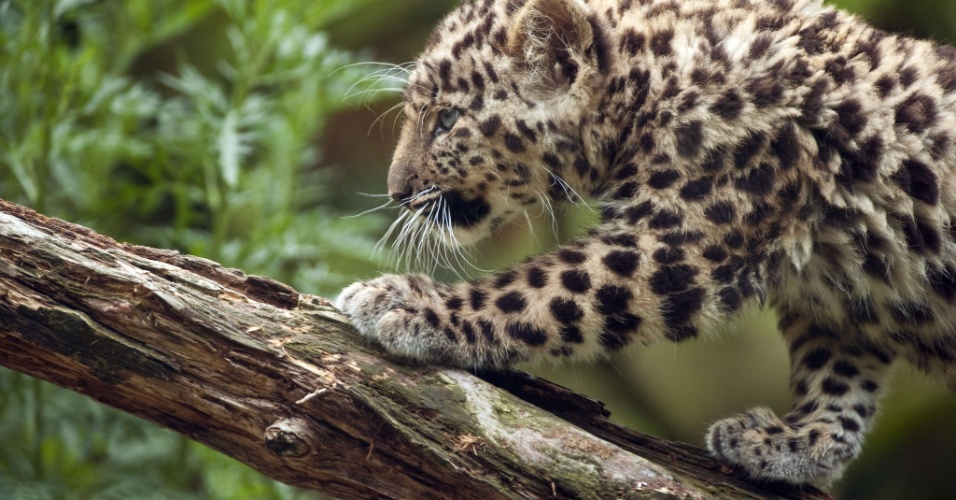 11.jul.2012 - Leopardo-de-amur de apenas três meses de vida, com o nome de Argoun, passeia pela primeira vez por sua jaula nesta quarta-feira (11) no zoológico de Mulhouse, na França