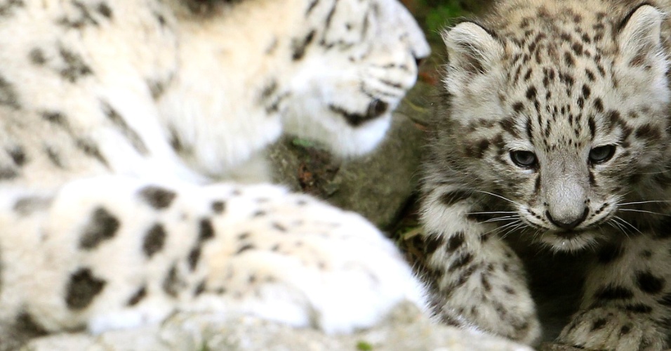 11.jul.2012- Filhote de leopardo  caminha perto de fêmea dentro de sua jaula no zoológico de Zurique, na Suíça