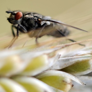 Apenas três moscas por metro quadrado serão toleradas nos edifícios independentes - Daniel Reinhardt/AFP