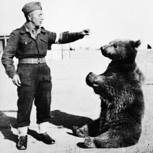 Em 1942, soldados polacos, que tinham sido libertados dos campos de prisioneiros de guerra russos para se unirem na luta contra a Alemanha nazista, adotou um urso pardo sírio, órfão, no norte do Irã. O urso se tornaria o animal de estimação e mascote da Companhia de Artilharia 22, no Abastecimento do II Corpo polonês