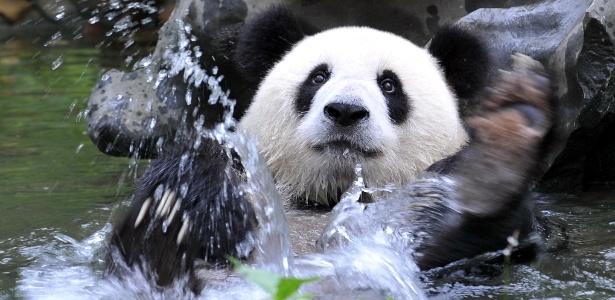 Pandas-gigantes conseguem nadar e gostam da neve
