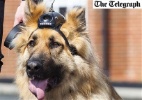 Polícia britânica coloca câmeras em cães farejadores para identificar criminosos - Reprodução