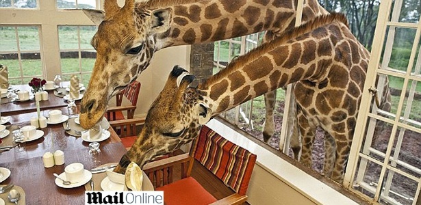 Já pensou dividir a mesa do café com pessoas, digo, com girafas assim? - Reprodução/Daily Mail
