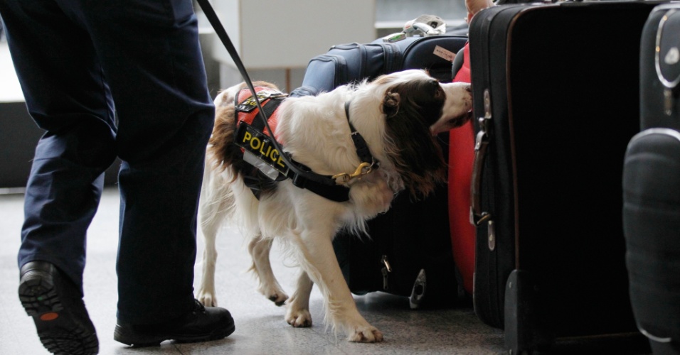 Cão fareja malas na Estação Victoria Coach, em Londres, em simulação do esquema de segurança para os Jogos Olímpicos
