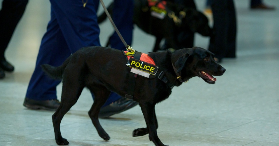 Cão policial percorre o Aeroporto de Londres durante o desembarque de atletas para os Jogos Olímpicos