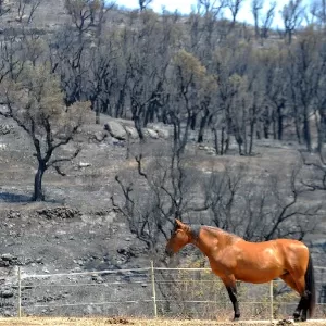 shrek  Cavalo Paraguaio