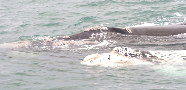 O filhote albino de baleia franca pode ser visto em Imbituba (SC), junto com a mãe - Leonardo Peters/Operadora Base Cangulo