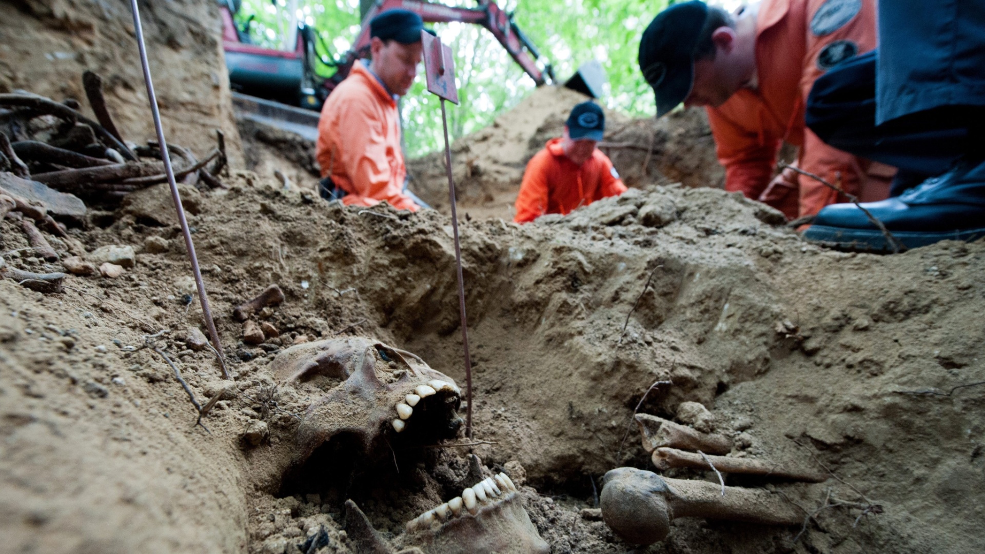 30.jul.2012 - Foto divulgada nesta segunda-feira (30) mostra membros da Associações para a Recuperação dos Derrotados no leste europeu procurando, no sábado (28), por ossos no cemitério de Nuremberg, na Alemanha. No local, 30 soldados foram enterrados sem serem identificados durante a Segunda Guerra Mundial. A equipe foi chamada para identificar quem eram - Maurizio Gambarini/Efe