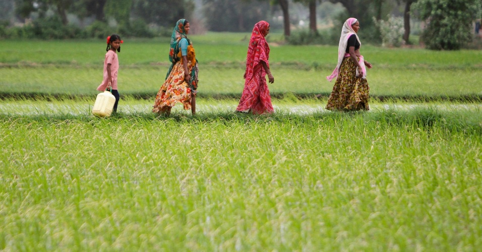 30.jul.2012 Agricultoras caminham por um campo de arroz na aldeia Bhat nos arredores de Ahmedabad, na Índia