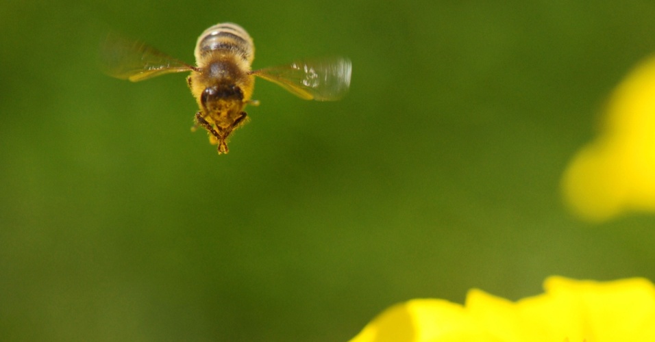 30.jul.2012 Uma abelha voa sobre uma flor em Pillnitz, perto de Dresden, na Alemanha