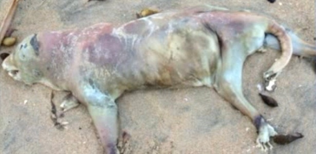  Animal não identificado é encontrado nas areias de uma praia de Seal Beach, no Estado da Califórnia (EUA) - Reprodução/KTLA