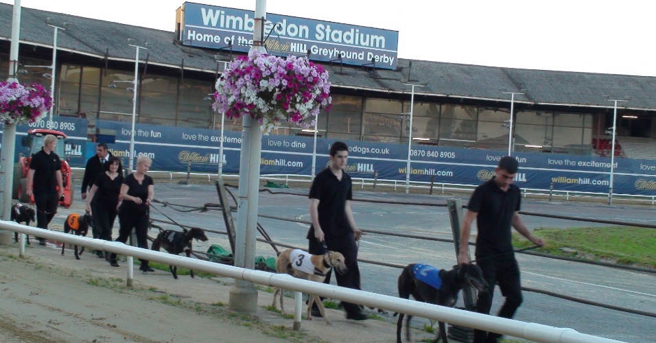 Da coleira de seus treinadores, cães desfilam diante do público antes da corrida