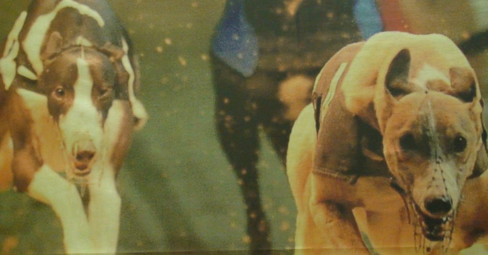 Pôster na parede do Wimbledon Stadium mostra close nos cães galgos corredores que competem por lá