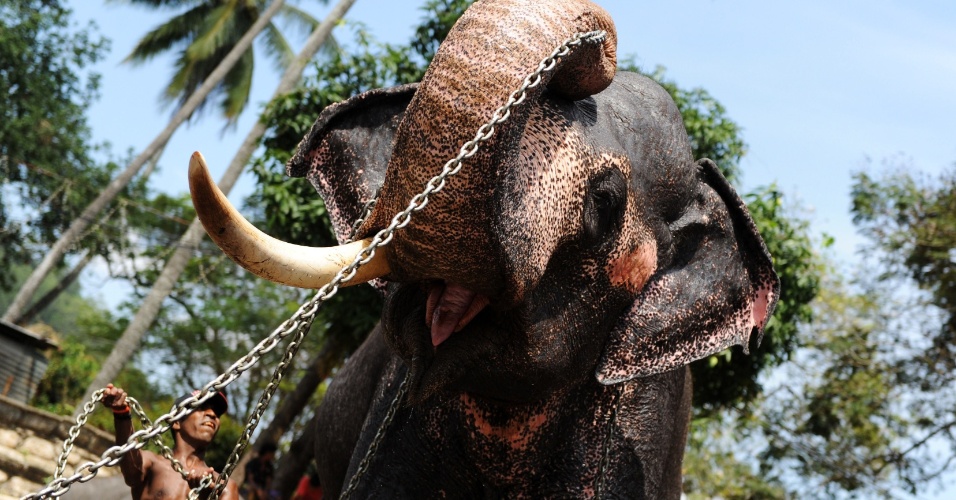 01.ago.2012 -  Homem joga correntes sobre um elefante para o festival Perahera Esala, em Kandy, no Sri Lanka