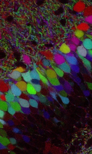 2.ago.2012 - A fluorescência que identifica as conexões das células também durou o mesmo período de tempo