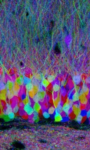 2.ago.2012 - Apenas o azul, vermelho e amarelo foram usados para formar as mais de 90 tonalidades distintas nas imagens do cérebro dos ratos. A imagem acima mostra o giro dentado do hipocampo