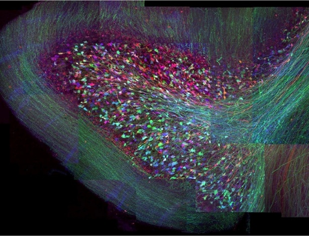 2.ago.2012 - As conexões neurais do cérebro de ratos transgênicos foram registradas por meio de proteínas fluorescentes ativadas nos neurônios dos animais