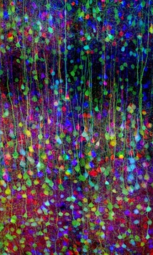 2.ago.2012 - Para obter imagens tão coloridas, os neurocientistas usaram um sistema de engenharia genética chamado Cre/Lox que é capaz de selecionar cores aleatoriamente. O córtex aparece em destaque na imagem acima