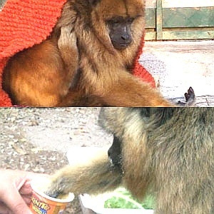 A macaca Loli, em zoológico da Argentina - Divulgação/BBC