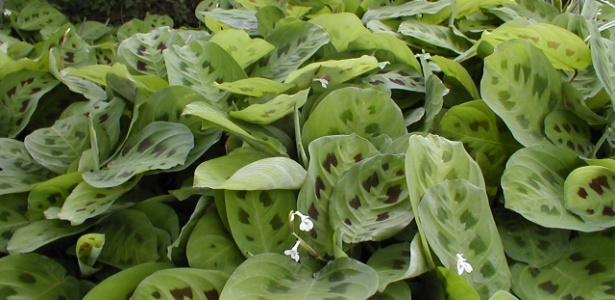 Maranta bicolor (maranta bicolor) e Maranta leuconeura (barriga de sapo) - muitousada para jardins internos - Divulgação