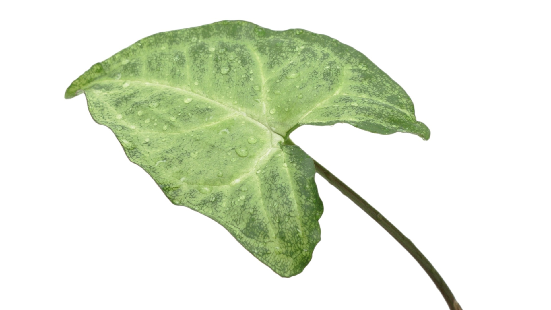 Espécies utilizadas para jardins internos ou áreas externas à sombra: Syngonium angustatum (singônio) ? interessante espécie para canteiros à sombra. Suas folhas ficam amarelas e feias, se expostas ao sol pleno. Deve-se cuidar para que não subam no tronco das plantas maiores - Getty Images