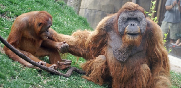 Fêmea orangotango (esq) e macho passam por controle de natalidade no zoológico de Saint Louis, em Missouri (EUA). Funcionários de zoológicos de todo o mundo, de frente para uma capacidade limitada e pressão para manter coleções de espécies ameaçadas de extinção, são obrigados a adotar métodos de controle de natalidade ou a eutanásia - Carol Weerts / Saint Louis Zoo/The New York Times