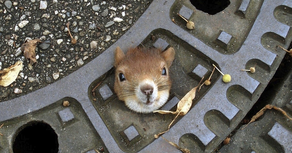 06.ago.2012 Um esquilo fica preso em um tampa de esgoto em Isenhagen, na Alemanha