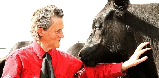 Temple Grandin fica no meio dos animais de um rebanho para enxergar os problemas que eles enfrentam - Rosalie Winard via BBC