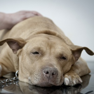 Cachorro é atendido em hospital público veterinário em São Paulo, que será ampliado - Marcelo Camargo/ABr