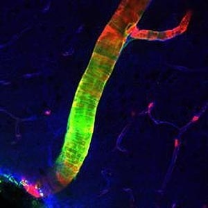 Imagem mostra uma artéria no cérebro de um rato; a parte verde é o líquido cefalorraquidiano  - Divulgação/Universidade de Rochester