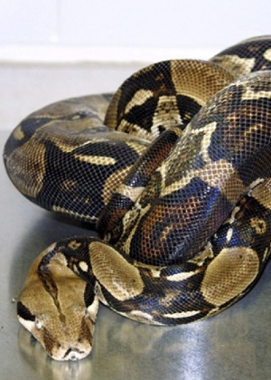 Mal afeta cobras constritoras, como jiboias e sucuris - Eliott Jacobson/Universidade da Flórida/BBC