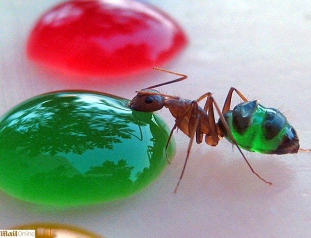 Corpo transparente faz espécie de formiga mudar de cor após comer - Mohamed Babu/Daily Mail/Reprodução