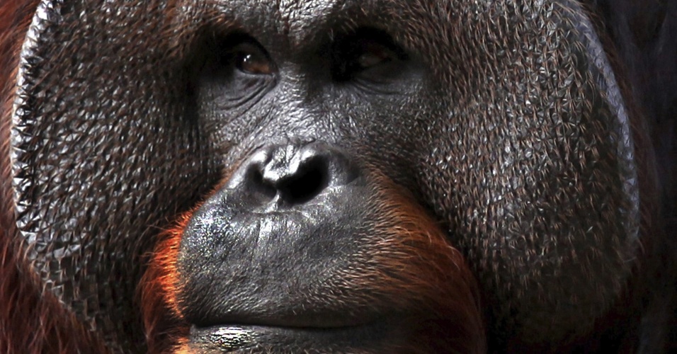20.ago.2012 - Orangotango olha para visitantes dentro de sua jaula no zoológico de Dehiwala, no Sri Lanka