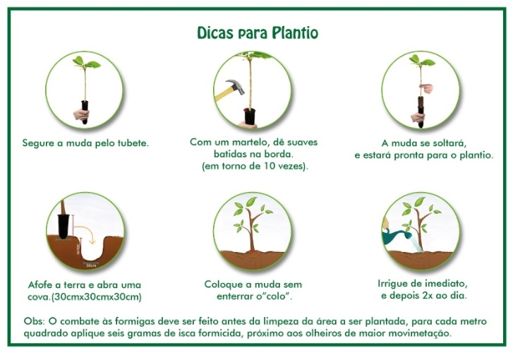 Fonte: Instituto Brasileiro de Florestas