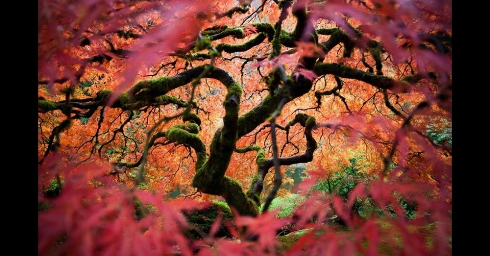 Fred An enviou à National Geographic Traveler esta imagem de um bordo japonês no Jardim Japonês de Portland, Estados Unidos. "Tentei trazer uma perspectiva diferente desta árvore frequentemente fotografada."  - Fred An/National Geographic Traveler Photo Contest