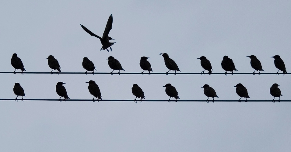 24.ago.2012 - Uma revoada de pássaros acomoda-se em cabos telefônicos da cidade de Zurique, na Suíça