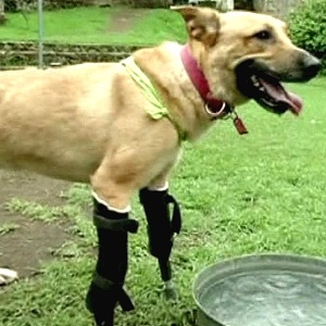 O cachorro Pay de Limón, que que teve as patas dianteiras cortadas por criminosos - BBC