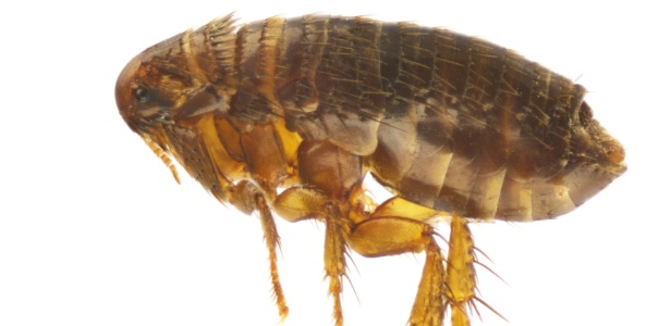 Transmitida por pulgas, população deve ficar atenta para os sintomas da doença - Getty Images