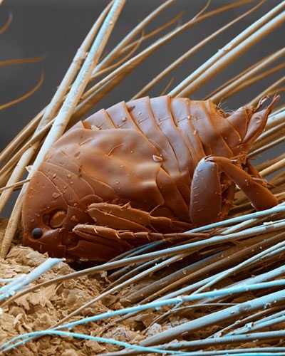 30.ago.2012 - A foto mostra uma pulga de areia macho na pele do seu hospedeiro
