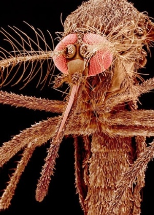 Aedes albopictus é vetor de doenças como febre amarela e febre do Nilo Ocidental - SPL/Barcroft Media/Sinclair Stammers